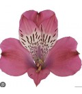 Alstromeria Bubblicious