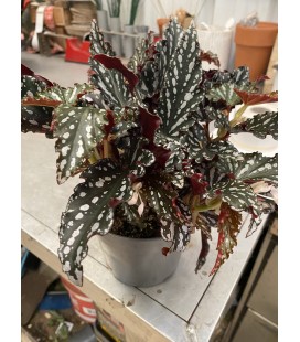 Begonia spot Green Ø 14