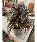 Begonia spot Green Ø 14