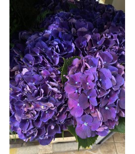 Hortensia royal king 60 cm