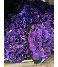 Hortensia royal king 60 cm