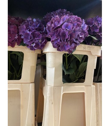 Hortensia Ruby red 60 cm