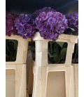 Hortensia Ruby red 80 cm