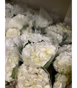 Hortensia blanc 60 cm equat