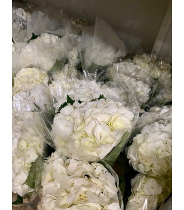 Hortensia blanc 60 cm equat