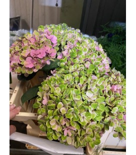 Hortensia Mag Coral 60 cm 
