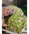 Hortensia Mag Coral 60 cm