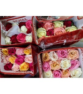 Rose mix couleur rainbow 50 cm colo