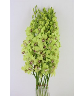 Dendrobium vert