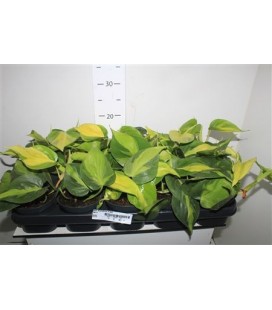 Philodendron Scandens Brasil Ø 12
