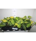 Philodendron Scandens Brasil Ø 12