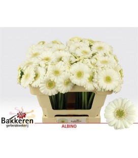 Germini albino 