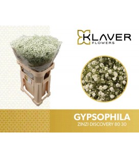 Gypsophile Discovery 80 cm *25