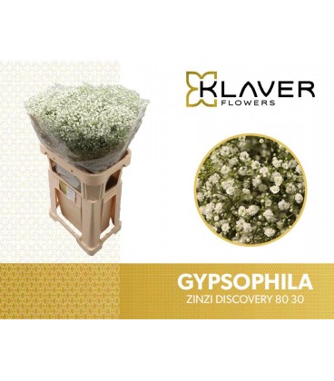 Gypsophile Discovery 80 cm *25