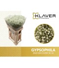 Gypsophile Discovery 80 cm *25