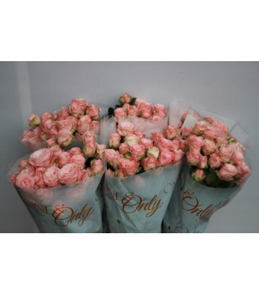 Rose Branchue Bombastic 60 cm
