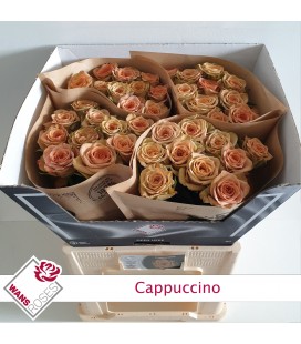 Rose Cappuccino 60 cm