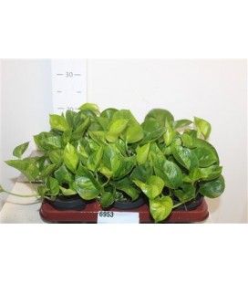 Epipr global green Ø 12