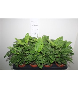 Monstera adansonii Ø 12
