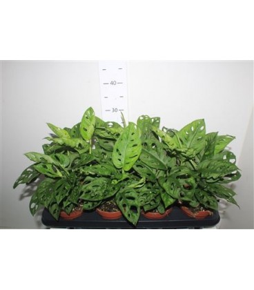 Monstera adansonii Ø 12
