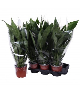 Spathiphyllium Bingo cup Ø 17 h 70