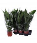 Spathiphyllium Bingo cup Ø 17 h 70