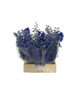 Delphinium Double Auro Blue 90 cm