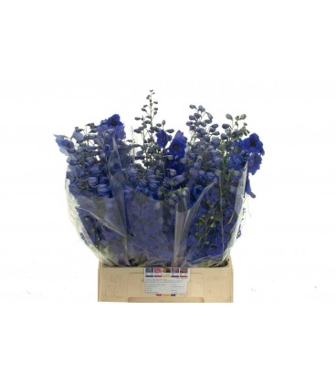 Delphinium Aurora Blue 110 Cm