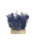 Delphinium Aurora Blue 110 Cm