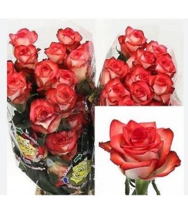 Rose Blush 60 cm  *25 