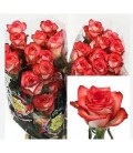 Rose Blush 60 cm  *25 