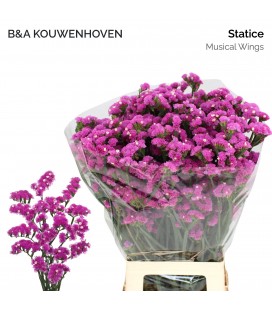 Statice Musical Wings 70 cm