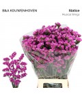 Statice Musical Wings 70 cm