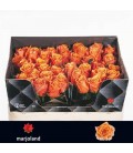 Rose Novi ! 70 cm