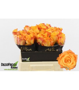 Rose Malaga 40 cm