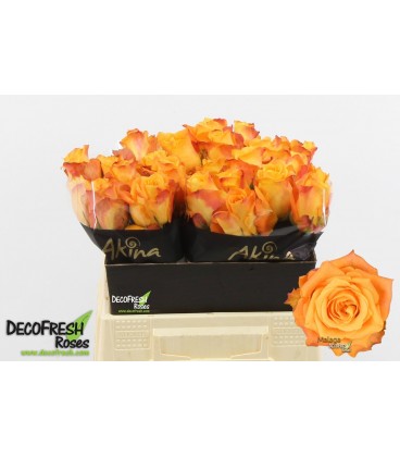 Rose Malaga 40 cm