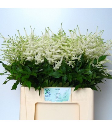 Astilbe Washington 60 cm