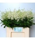 Astilbe Washington 60 cm