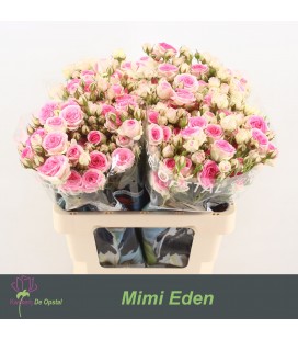 Rose branchue Mini Eden 60 cm