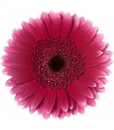 Germini Sandero 50 cm