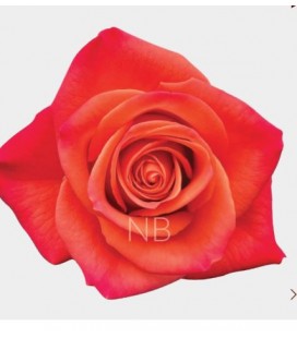 Rose Orange crush 50 cm*25