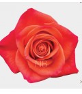 Rose Orange crush 50 cm*25