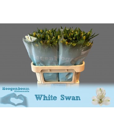 Alstromeria White Swan