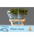 Alstromeria White Swan