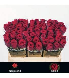 Rose red naomie 60 cm