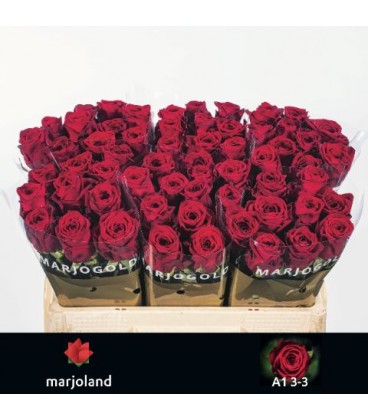Rose red naomie 60 cm