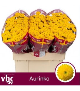 Santini Aurinko 55 cm
