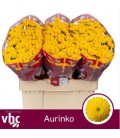 Santini Aurinko 55 cm