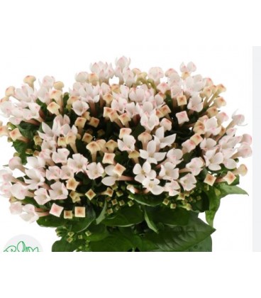 Bouvardia blossom 70 cm