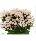 Bouvardia blossom 70 cm